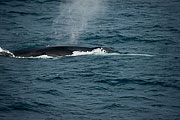 Picture 'Ant1_1_01975 Whale, Antarctica and sub-Antarctic islands, South Georgia'